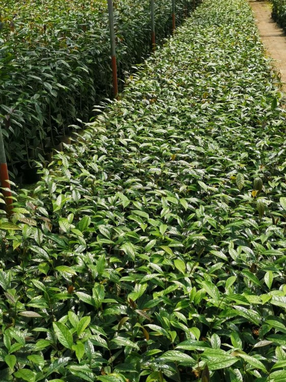 供應防城 金花茶小苗批發 防城普通種金花茶盆景 基地批發價格