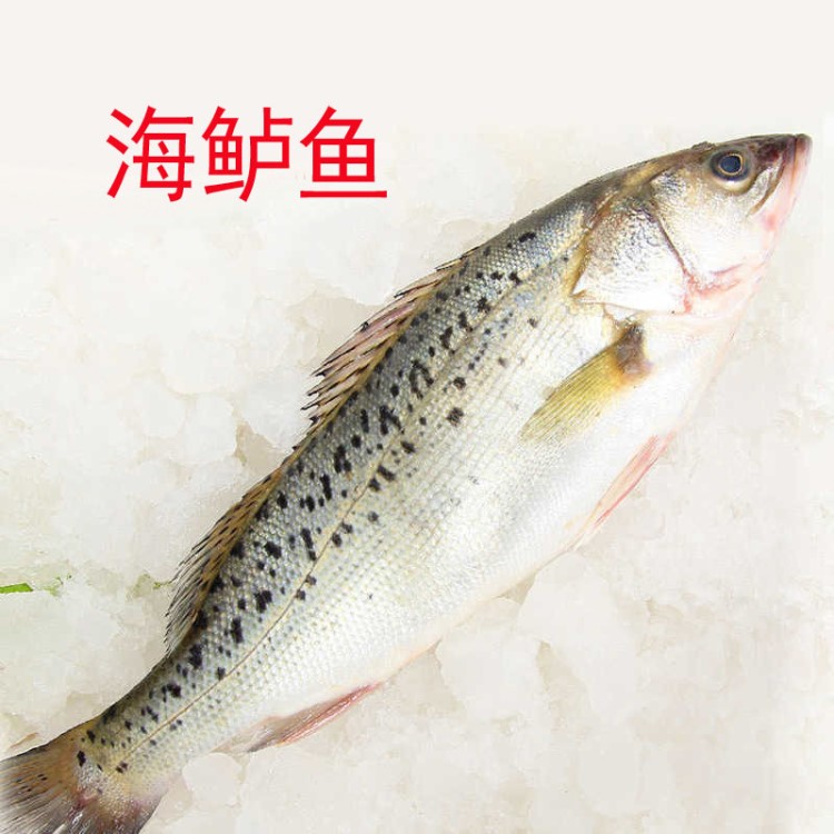 海鱸魚鮮活速凍發(fā)貨1條1.2斤左右花鱸魚七星大鱸魚