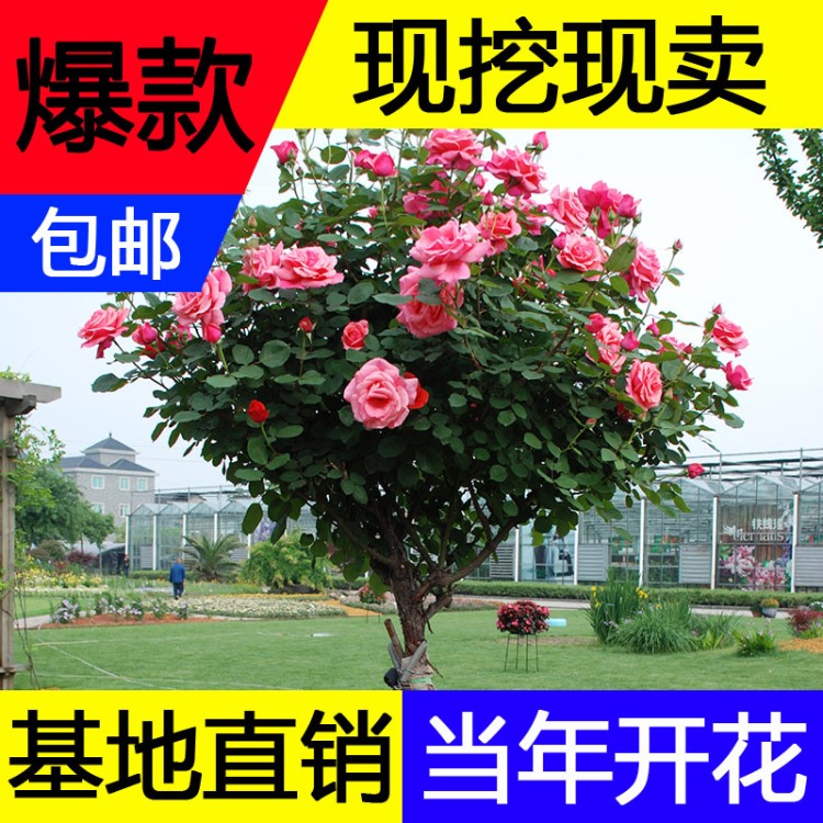 庭院盆栽地栽嫁接樹狀月季花苗樹樁歐月盆景高桿玫瑰大花香水月季