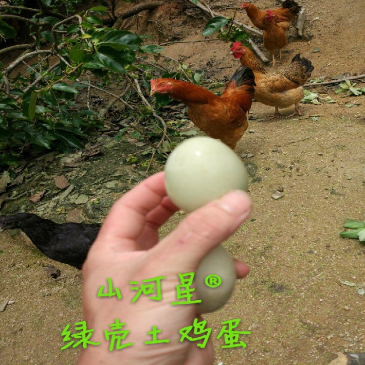 山河星野生新鮮土雞蛋雜糧散養(yǎng)野雞柴雞蛋寶寶老人孕婦綠殼非飼料