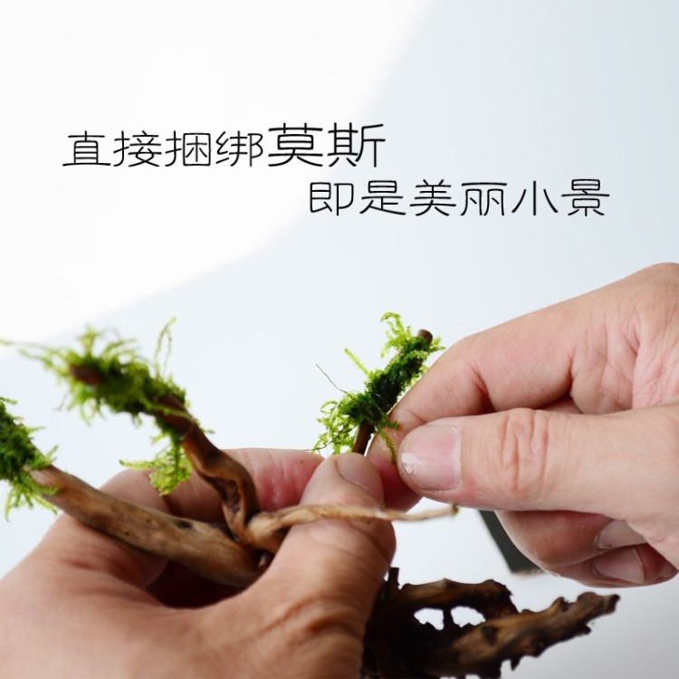 魚缸造景沉木大號(hào)大型裝飾水陸缸天然杜鵑根樹形流木樹根木頭小號(hào)