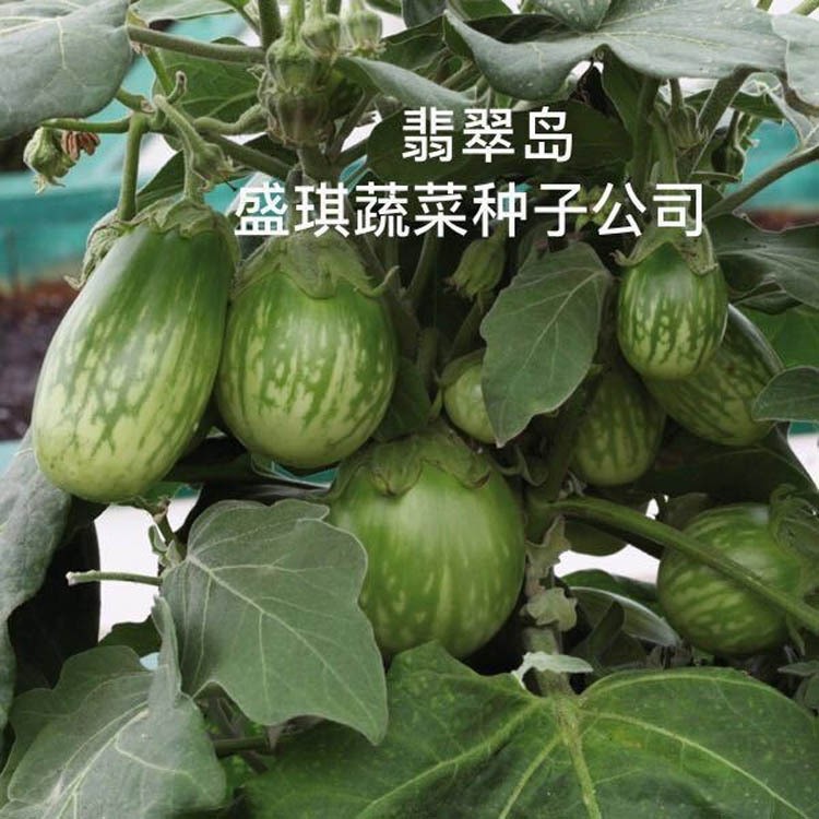 迷你型茄子 翡翠島 陽(yáng)臺(tái)觀光園種植 特色蔬菜茄子 茄子種子公司