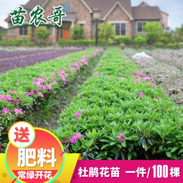 杜鵑苗木 樹苗四季常青庭院綠化苗木 花園植物庭院綠植花卉毛杜娟