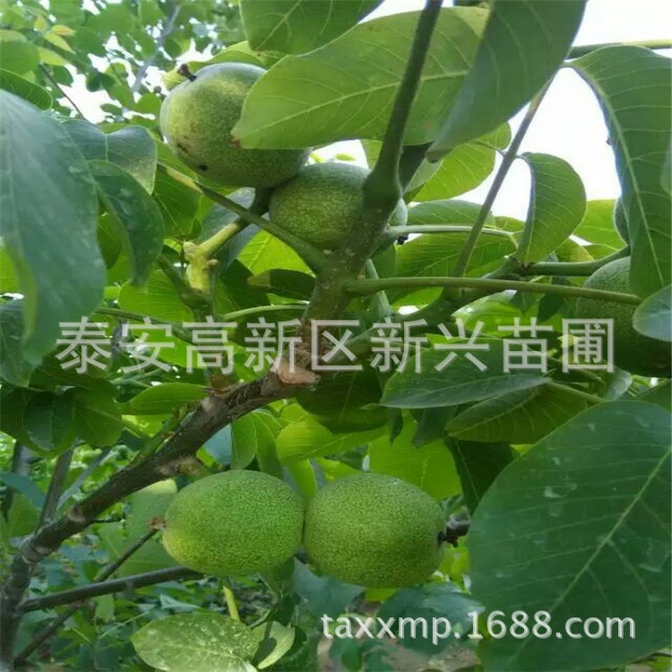 基地培育核桃樹 香玲核桃接穗  成活率核桃接芽核桃