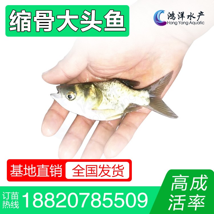 縮骨魚苗縮骨大頭魚苗仙骨大頭魚淡水養(yǎng)殖活體魚苗批發(fā)