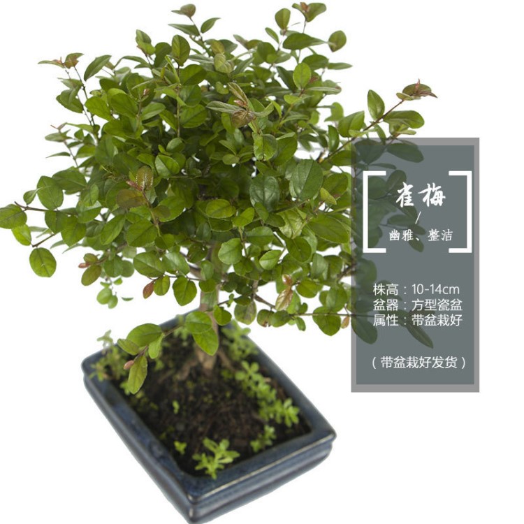 【農(nóng)戶直批】雀梅 創(chuàng)意盆景花卉盆栽 綠色室內(nèi)花木盆栽植物室內(nèi)