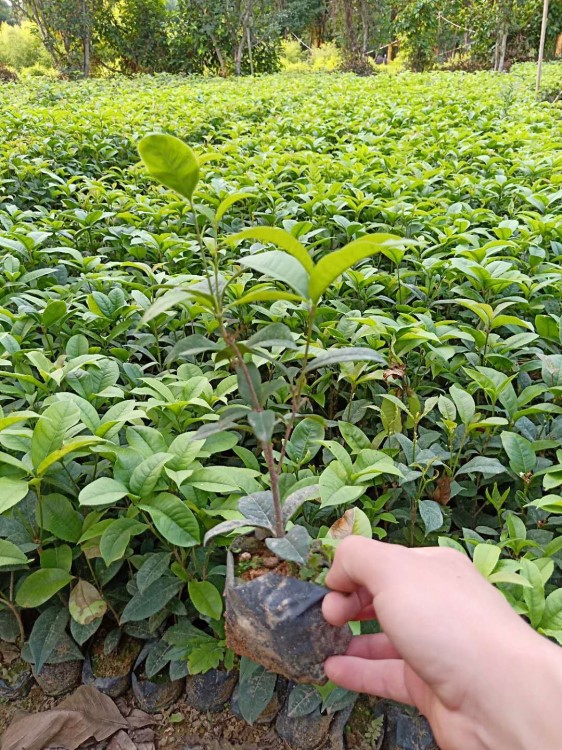 福建廠家基地直銷四月桂花樹苗，桂花花苗，桂花小苗袋苗