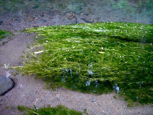 伊乐藻吃湿地养殖虾蟹草鱼工程不败饲料有茎类增氧净化淡水直销包