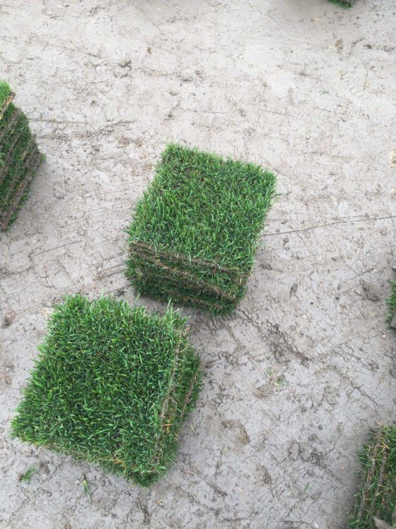 大量批發(fā)臺灣青草坪 臺灣2號草坪 馬尼拉草皮 溝葉結(jié)縷草