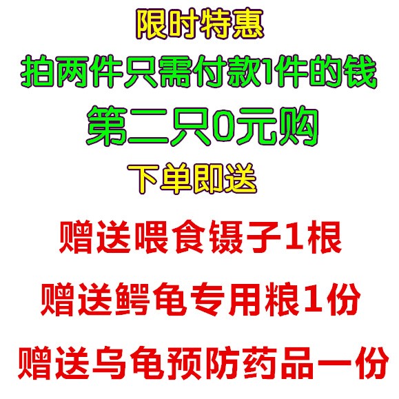 2019年小鱷龜烏龜寵物龜佛小鱷龜北美鱷龜水龜情侶龜包風險運輸