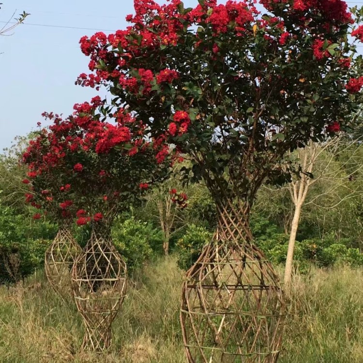 火花紫薇 紫薇花瓶 丹桂花瓶 四季桂花瓶，常年銷售各種規(guī)格丹桂