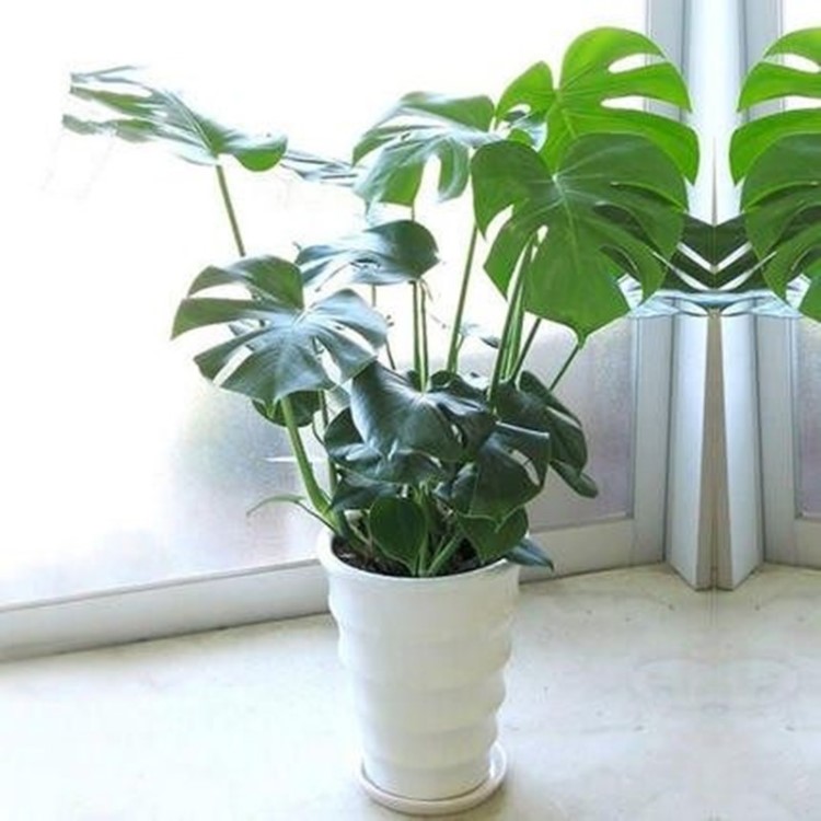 龟背竹植物吸甲醛室内观叶绿植办公室客厅净化空气北欧龟叶背盆栽