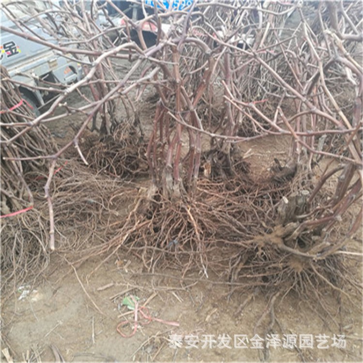 占地葡萄苗 1公分2公分占地葡萄樹苗 河南1公分2公分葡萄樹價格