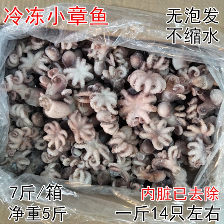 新鮮迷你八爪魚鮮活海鮮冷凍小章魚野生小八抓魚海魚火鍋食材