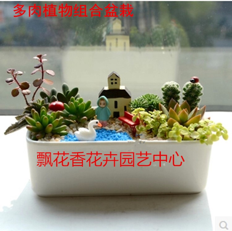 多肉植物組合套餐 肉肉植物 創(chuàng)意植物 盆栽 創(chuàng)意禮品 微景觀植物