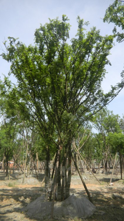 榔榆樹價格|綠化小苗|綠化苗木|供應信息|廠家低價直銷|花卉