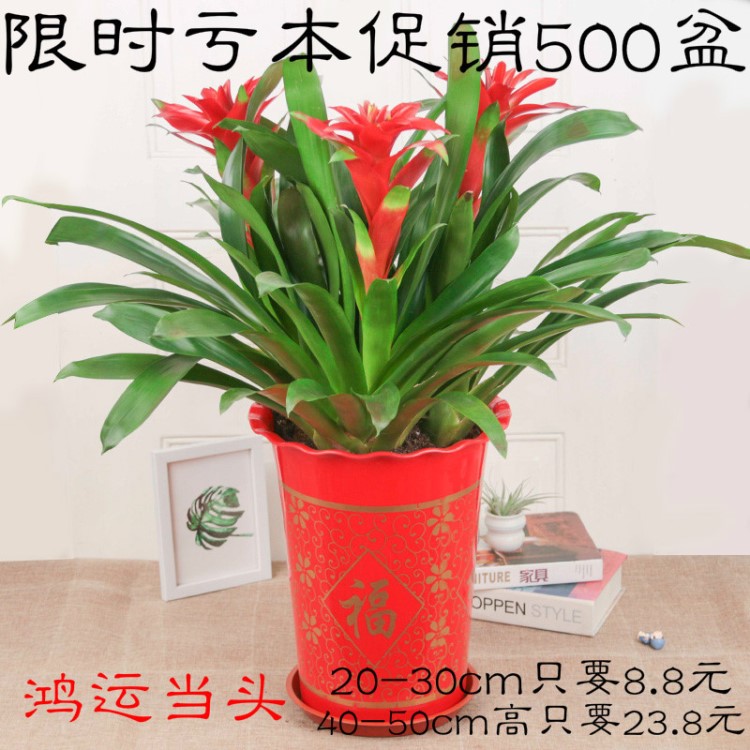 鳳仙花 當(dāng)頭盆栽鴻運(yùn)盆栽鴻運(yùn)花卉盆栽綠植鳳梨花吸四季 陽(yáng)臺(tái)辦公