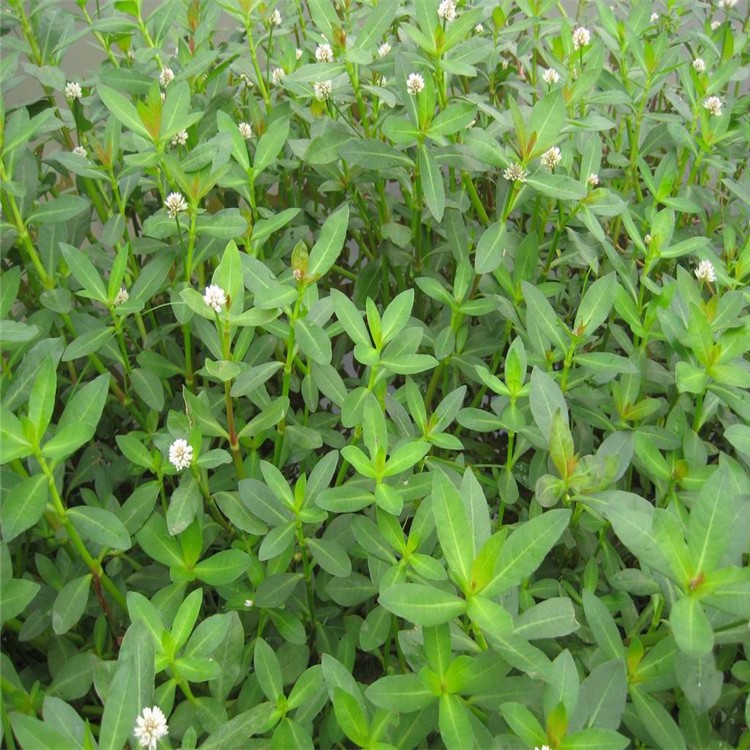 池塘水生植物水花生種子 又名空心蓮子草，養(yǎng)魚，蝦，蟹的 水草子