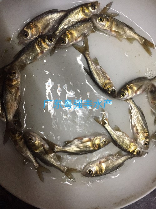 花鰱魚(yú)苗供應(yīng) 鳙魚(yú)苗批發(fā) 放生魚(yú)苗出售 四大家魚(yú)苗供應(yīng)