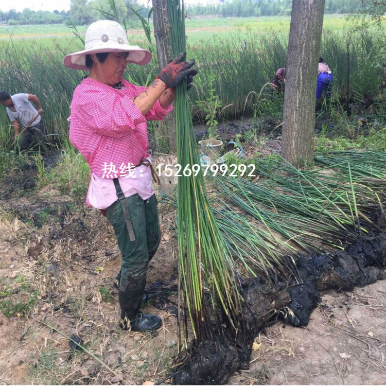 自產(chǎn)自銷  野生綠化水蔥種苗批發(fā)廠家 水蔥苗種植