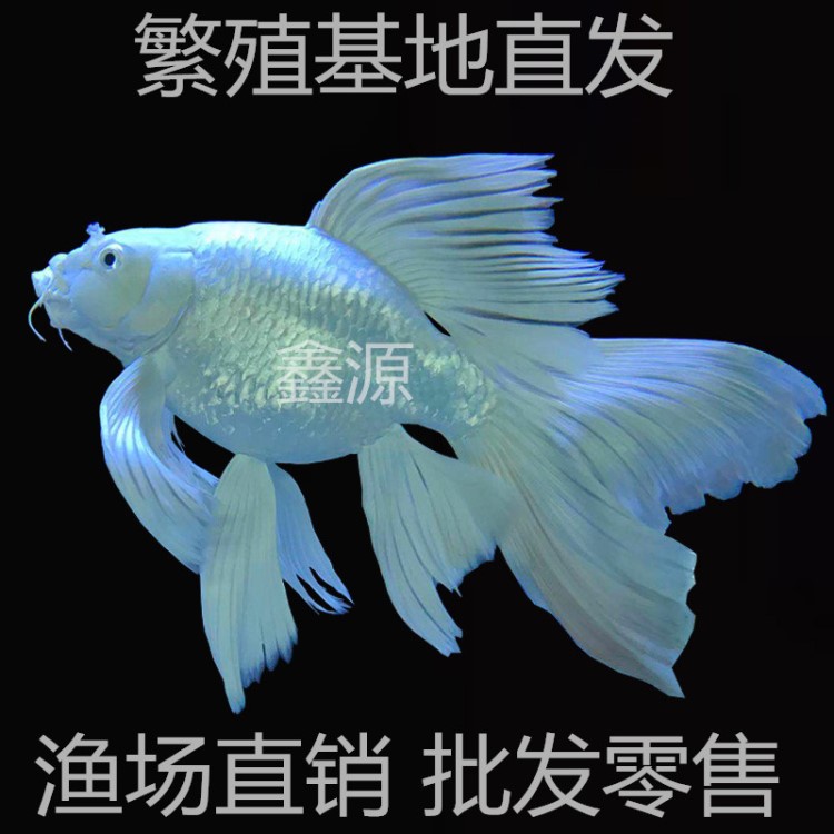 包郵臺(tái)灣種蝴蝶鯉魚苗子獅子頭貴妃鯉魚淡水短身球形冷水活體觀