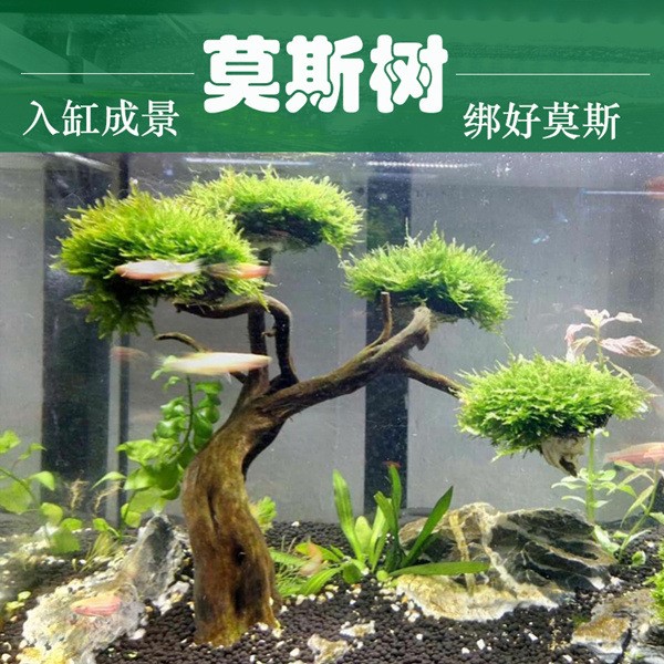 莫斯樹水族箱造景裝飾 沉木綁好莫斯一樹成景 莫斯水草活體