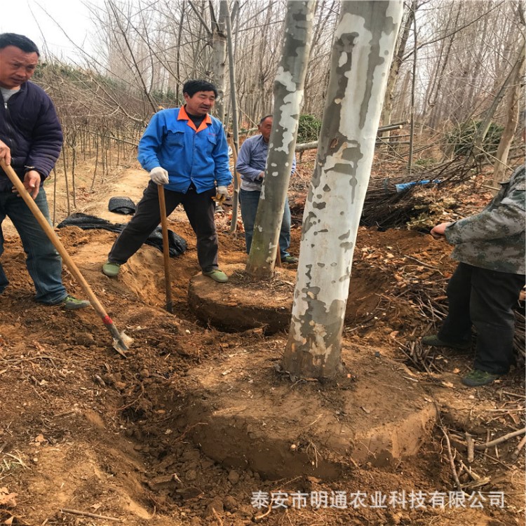 现挖现卖法桐树批发 山东明通速生法桐 造型法桐基地自产自销