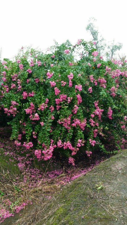 和记苗圃主营樱花,海棠,三角枫,红叶李，美人梅，紫薇，桂花球