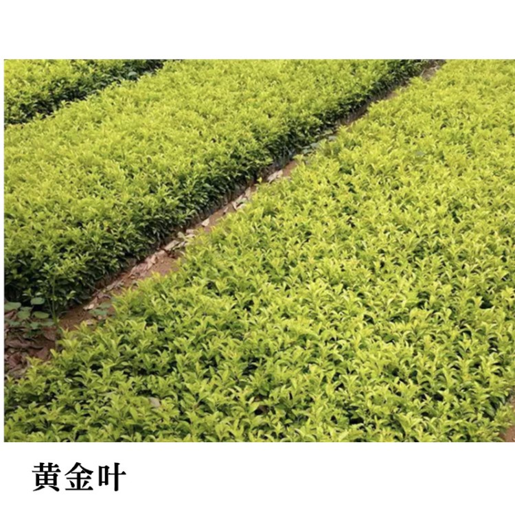 黄金叶茶苗 全国茶苗批发 农作物种苗产地直批  各种年份茶苗茶苗