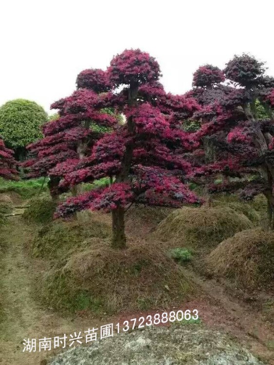 湖南紅花繼木之鄉(xiāng)紅花繼木樁景，造型紅花繼木，嫁接紅花繼木