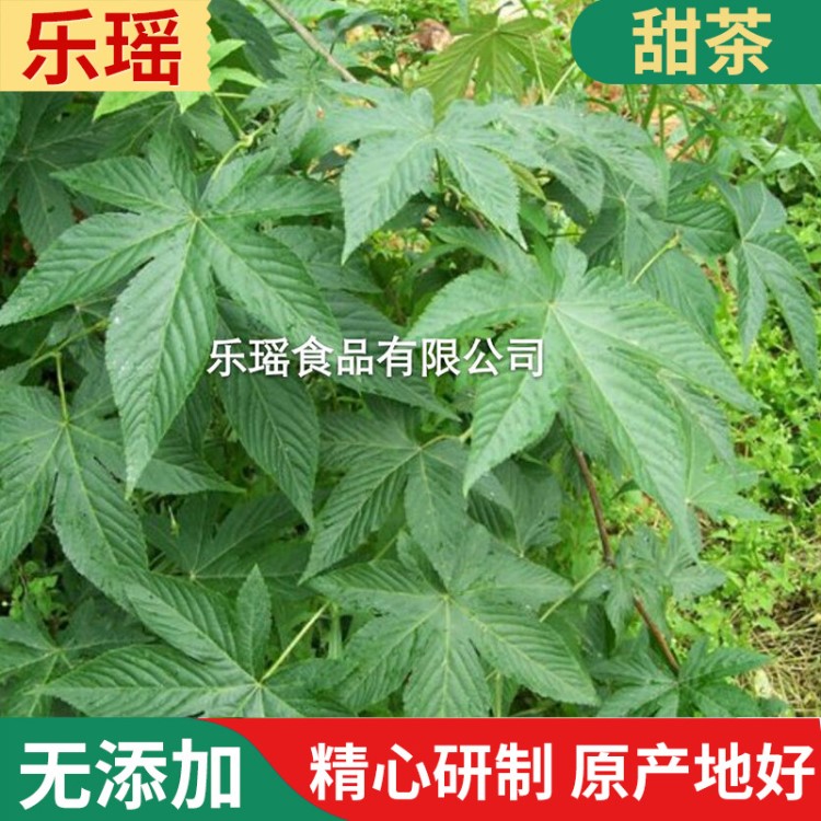 廠家供應(yīng)甜茶葉 無糖甘甜野生甜茶 廣西特產(chǎn)刺兒茶 黑莓葉批發(fā)供