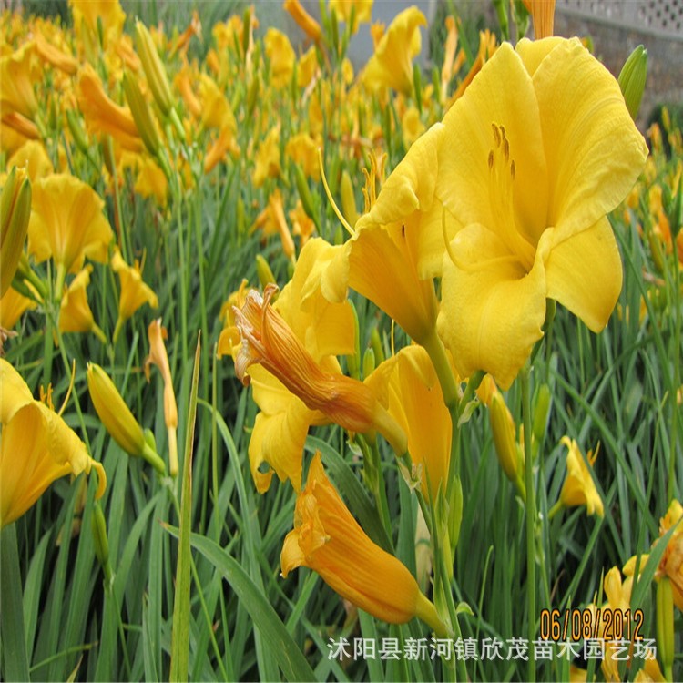 基地直銷 出售宿根大花萱草 庭院綠化 草本地被植物低價批發(fā)