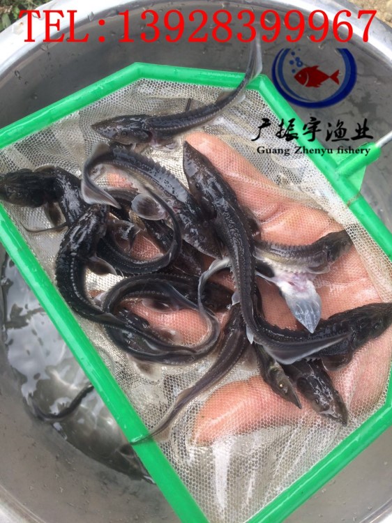 大量批發(fā)鱘魚苗 雜交鱘魚苗 小鱘魚 鮮活鱘魚 魚苗 