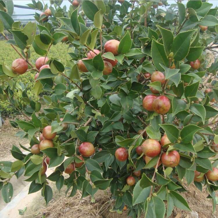 低價供應(yīng)德昌油茶苗  容器袋油茶苗