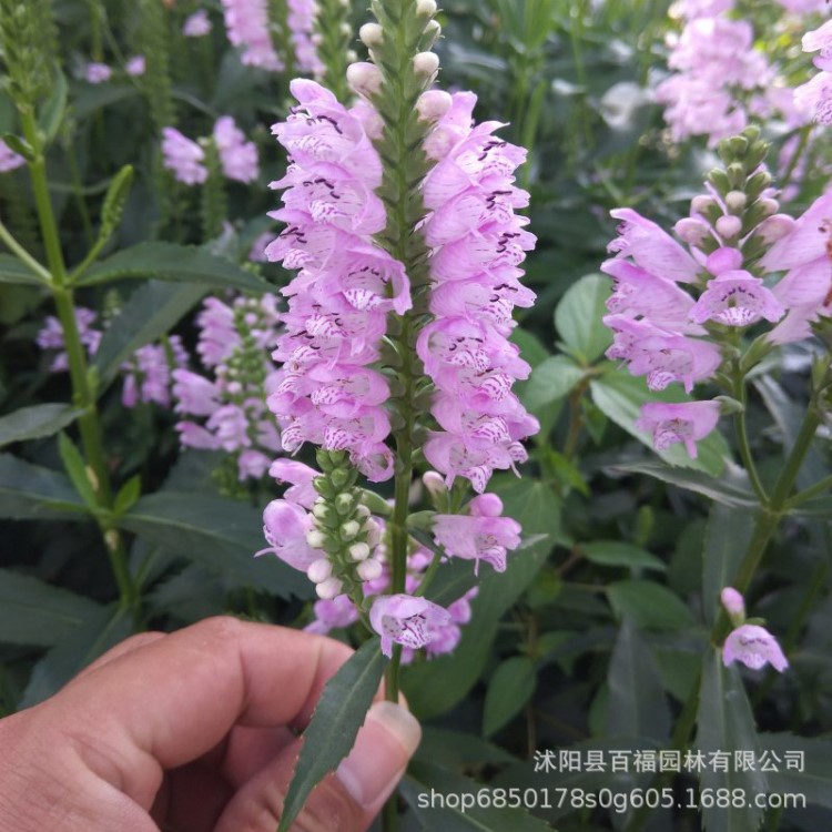 假龍頭 江蘇百福大量供應(yīng)草花 公園綠化 小區(qū)綠化