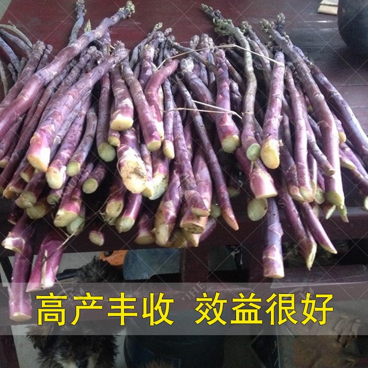 綠盆栽種子種籽苗 uc800根種植蘆筍紫四季陽臺蔬菜國產(chǎn)孑多年生