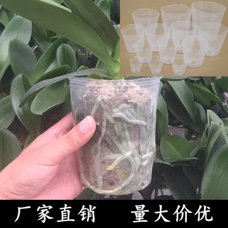 批發(fā)透明育苗杯蝴蝶蘭多肉蘭花透明盆營養(yǎng)袋育苗杯營養(yǎng)缽塑料花盆