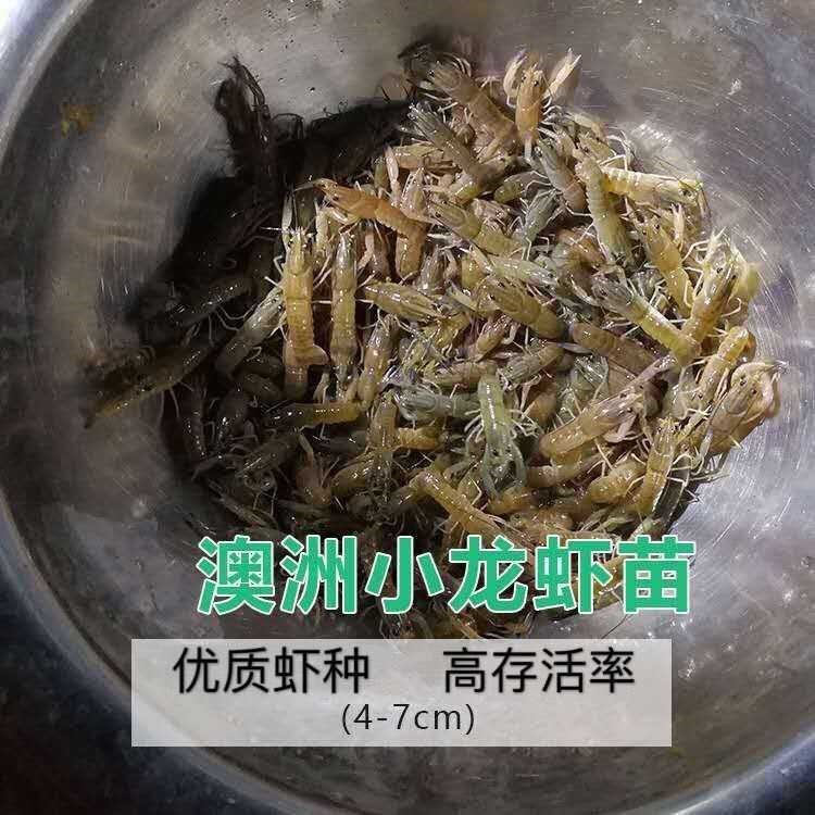 （蝦苗）精選鮮活澳洲淡水龍蝦苗 澳洲小龍蝦苗存活率高 自家蝦場(chǎng)