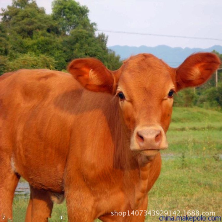 農村肉牛養殖批發肉牛品種 夏洛萊牛 利木贊牛小牛犢 小牛仔