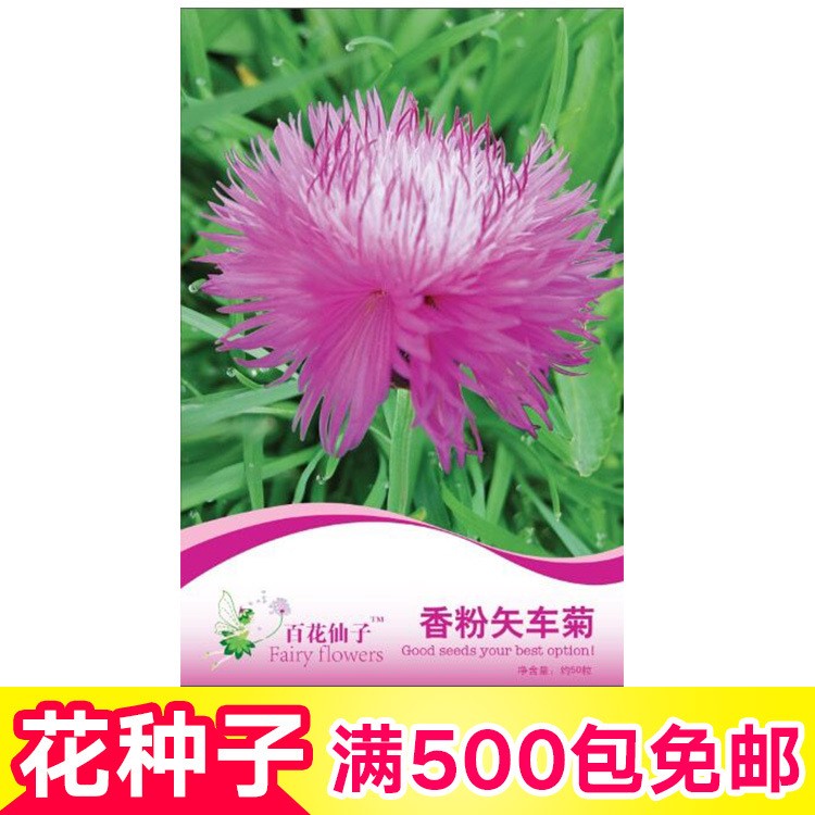 花卉种子盆栽批发花种子四季易种菊花香粉矢车菊种子50粒