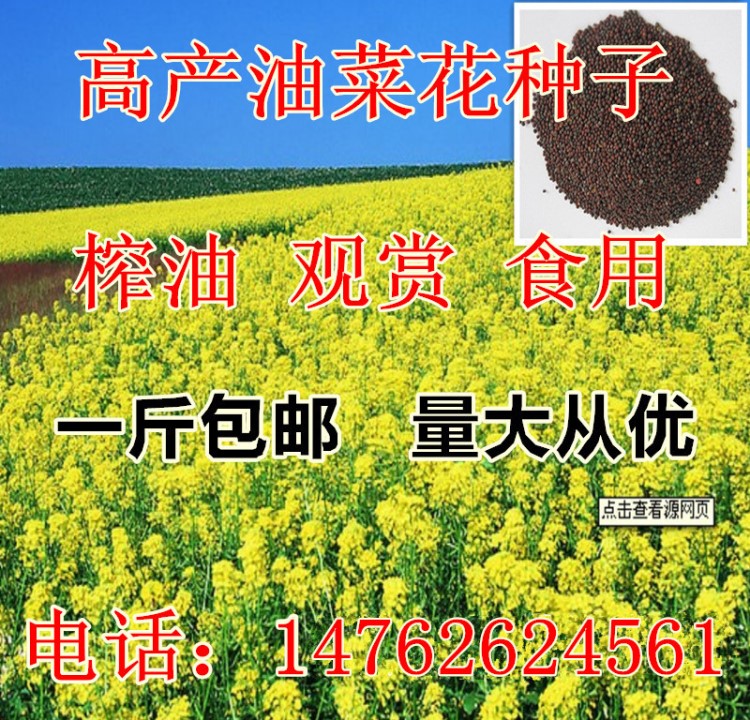 油菜花簡單油菜籽油菜花觀賞油菜簡單菊非轉(zhuǎn)基因蔬菜春季花簡