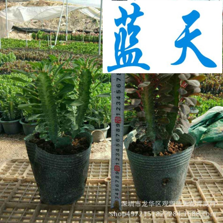 基地直銷  辦公室花卉 防輻射綠植盆栽 紅龍骨和青龍骨