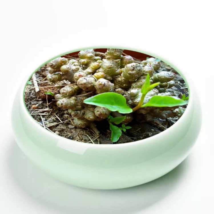 藤三七绿萝种子种芽苗绿萝盆栽室内盆栽花卉基地微盆景