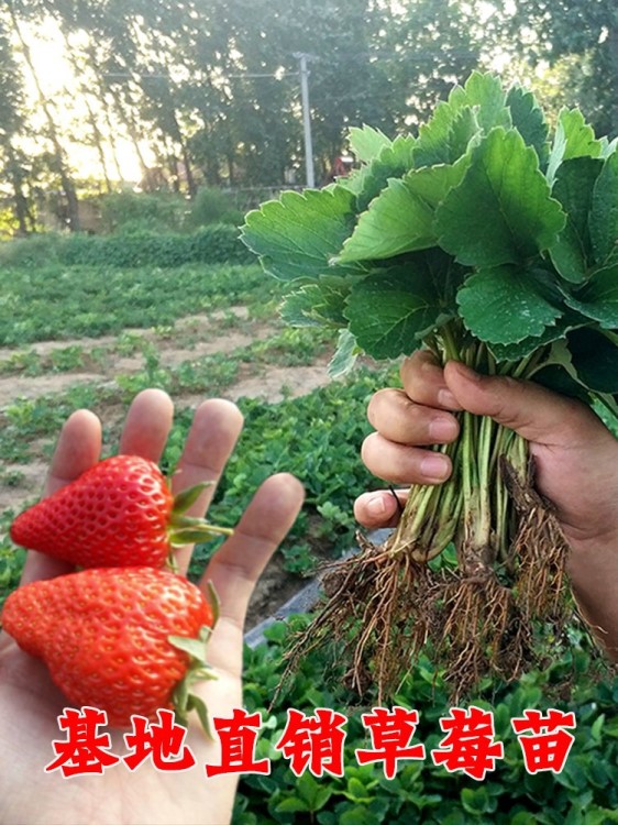 苗木基地供應草莓苗章姬草莓紅顏草莓苗大棚種植草莓苗甜寶草莓苗