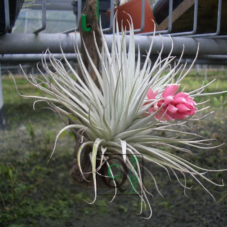 廠家直銷 空氣鳳梨  無土植物 空氣鐵蘭棉花糖 批發(fā)