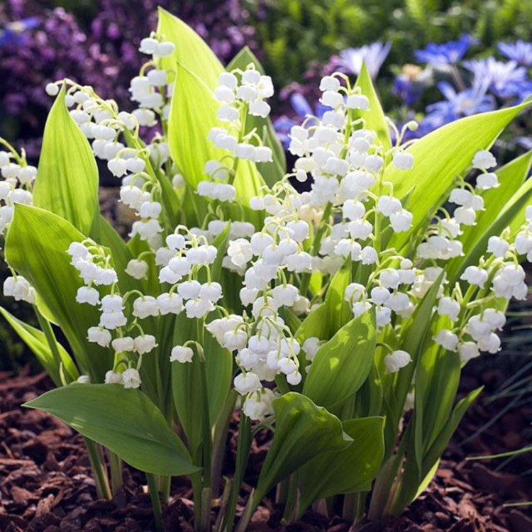 铃兰花种根室内盆栽球根花卉观花植物德国铃兰花苗种子