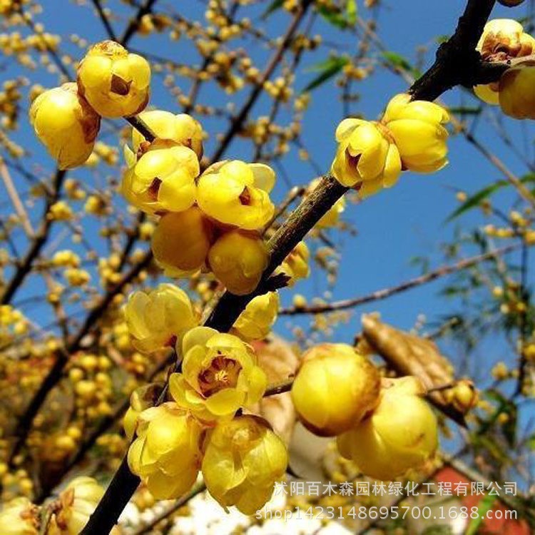 直銷庭院觀賞紅梅寒樹苗庭院園林種植紅梅小苗品種全量大從優(yōu)