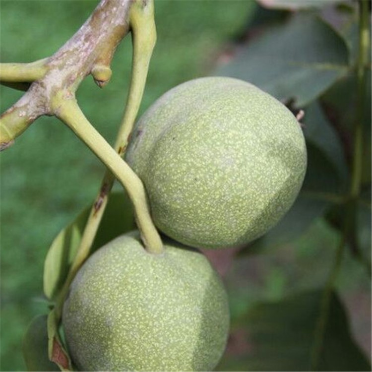 核桃树苗嫁接纸皮薄皮核桃树果树苗野生特大南北方种植当年结果