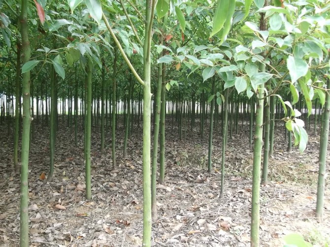 植物樹苗工程苗木香樟綠化四季常青常綠不含盆驅(qū)蚊幫手帶土庭院種