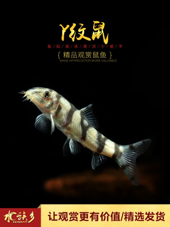 []Y紋鼠魚底層沙鰍印尼野生冷水魚翻砂工具魚弓背鼠清潔魚